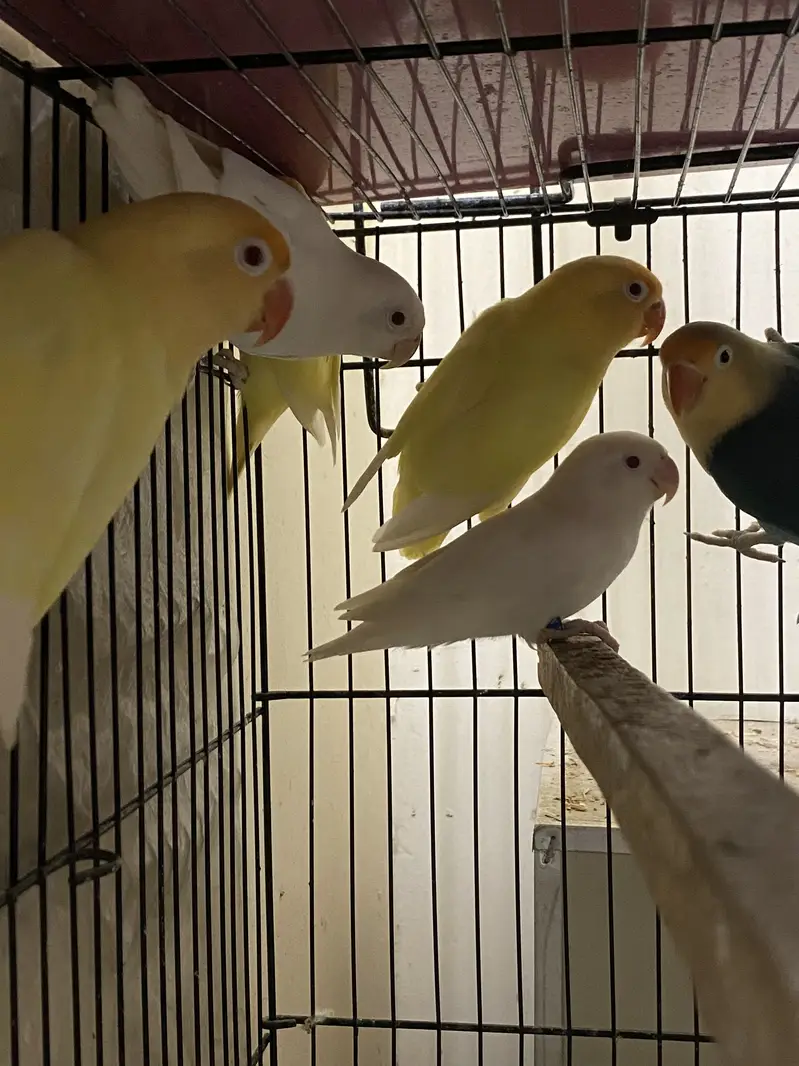 Commercial Lovebirds — photo 4