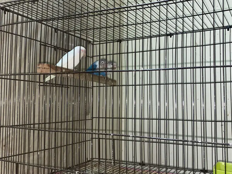 Commercial Lovebirds — photo 5