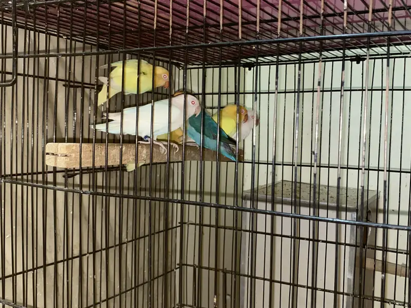Commercial Lovebirds — photo 6