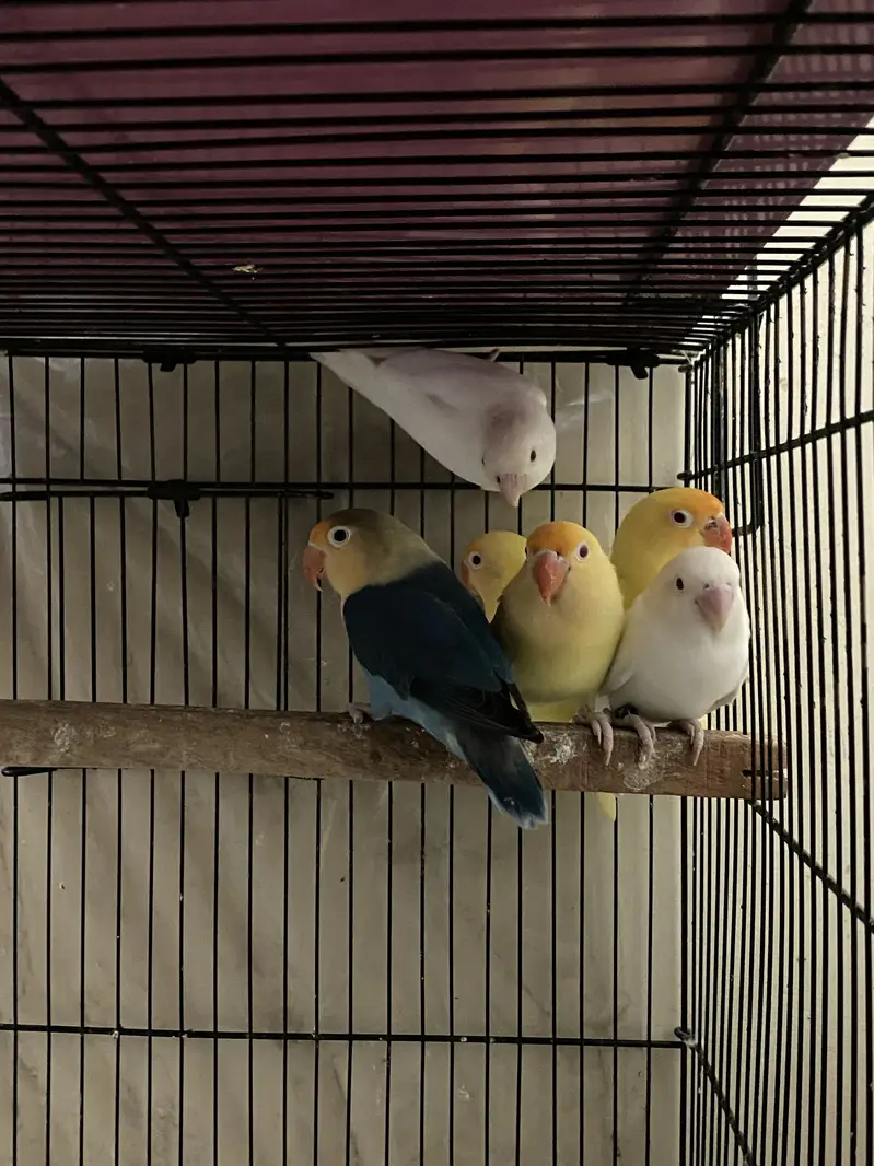 Commercial Lovebirds — photo 7