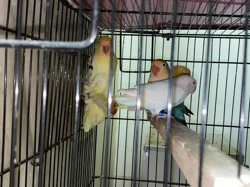 Commercial Lovebirds — photo 8