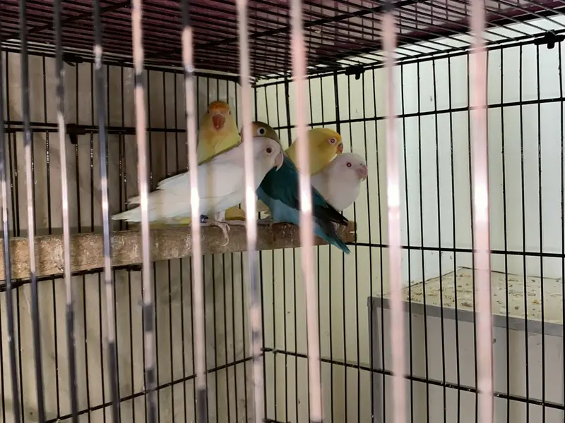 Commercial Lovebirds — photo 9