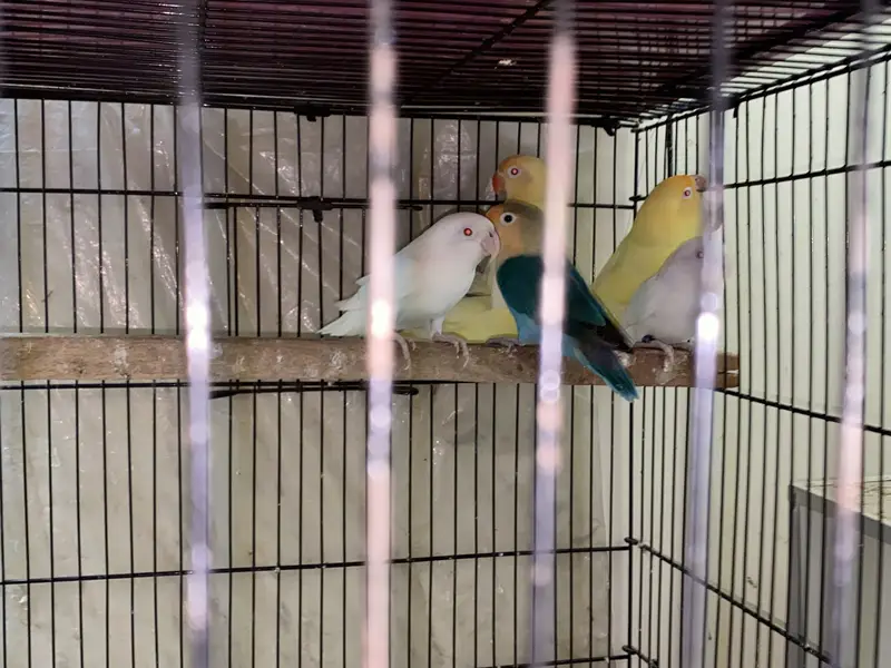 Commercial Lovebirds — photo 10