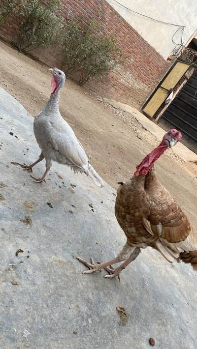 Pure Wild Turkeys Set (1 Male & 2 Females)