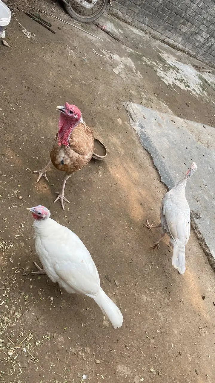 Pure Wild Turkeys Set (1 Male & 2 Females) — photo 2