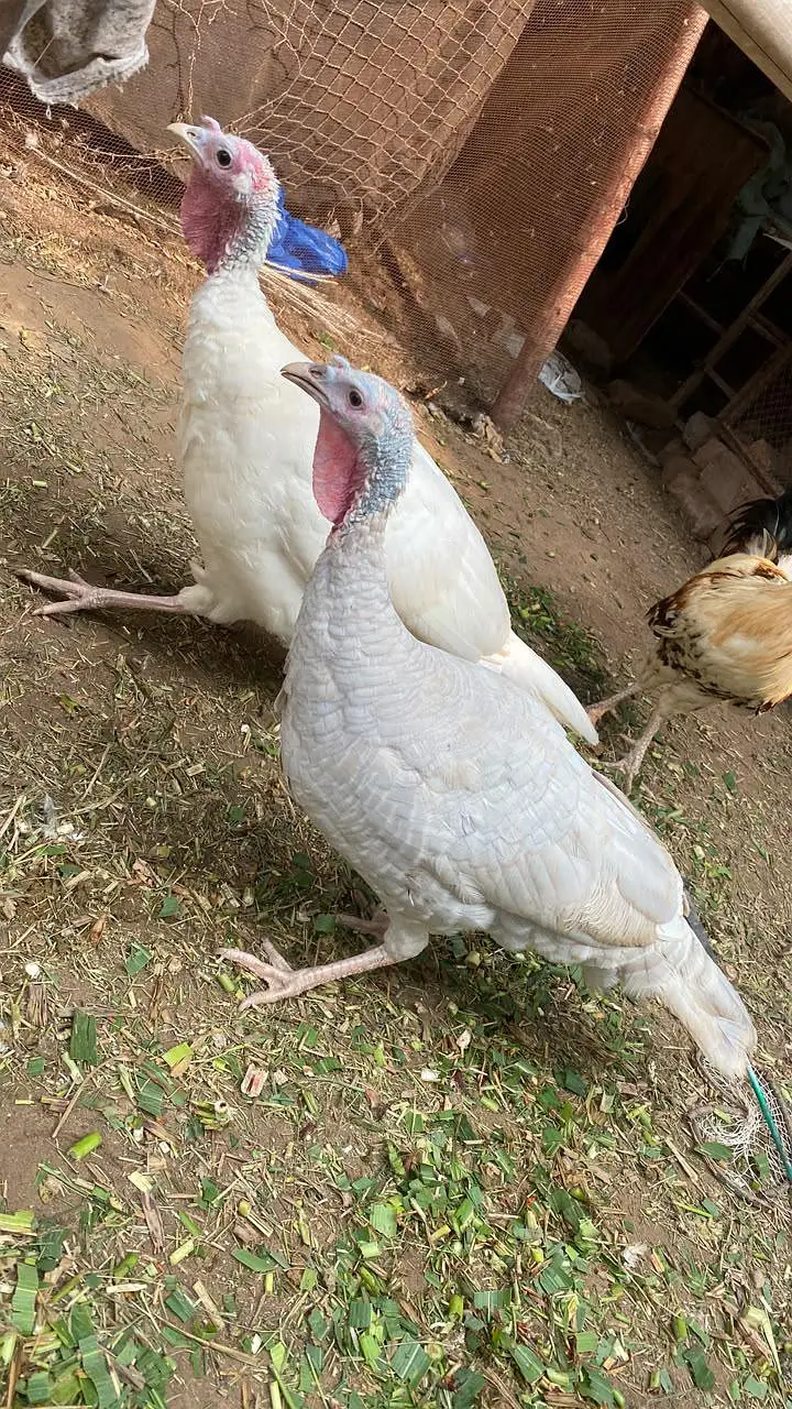 Pure Wild Turkeys Set (1 Male & 2 Females) — photo 3