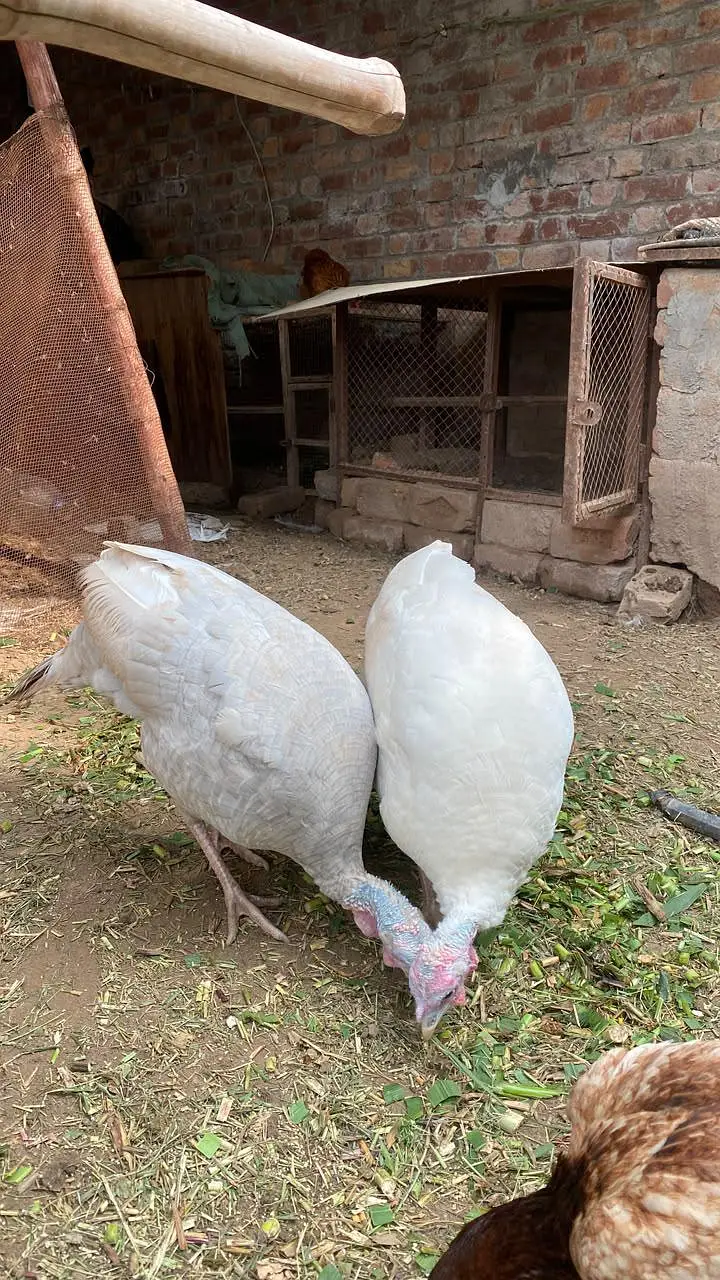 Pure Wild Turkeys Set (1 Male & 2 Females) — photo 4