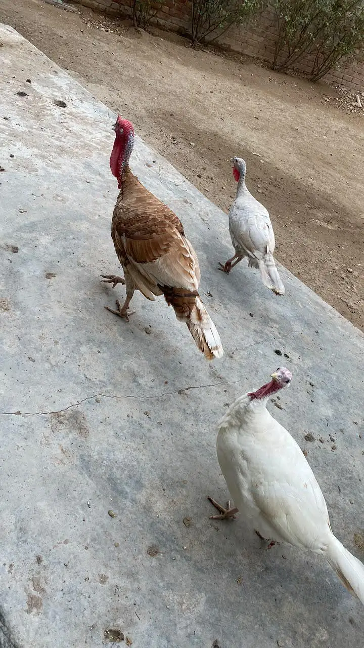 Pure Wild Turkeys Set (1 Male & 2 Females) — photo 6