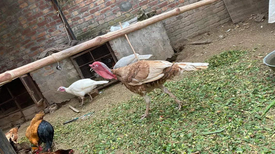 Pure Wild Turkeys Set (1 Male & 2 Females) — photo 7
