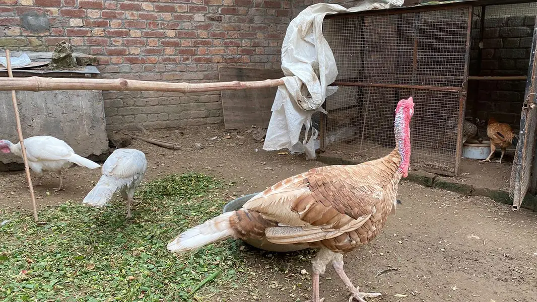 Pure Wild Turkeys Set (1 Male & 2 Females) — photo 8
