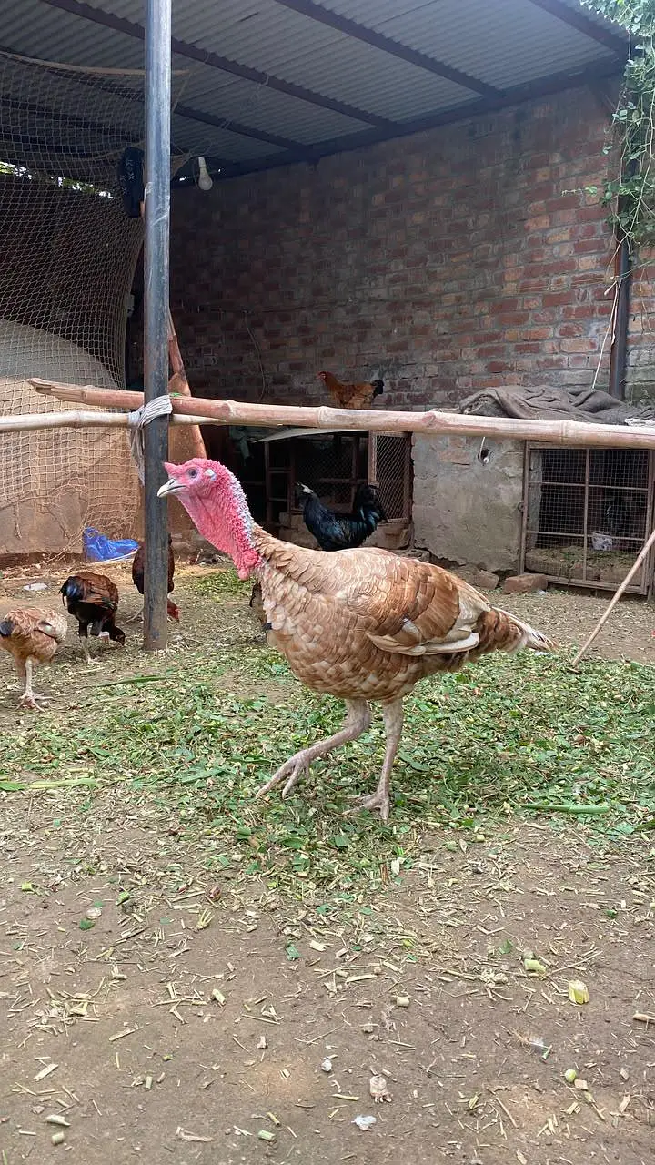 Pure Wild Turkeys Set (1 Male & 2 Females) — photo 9