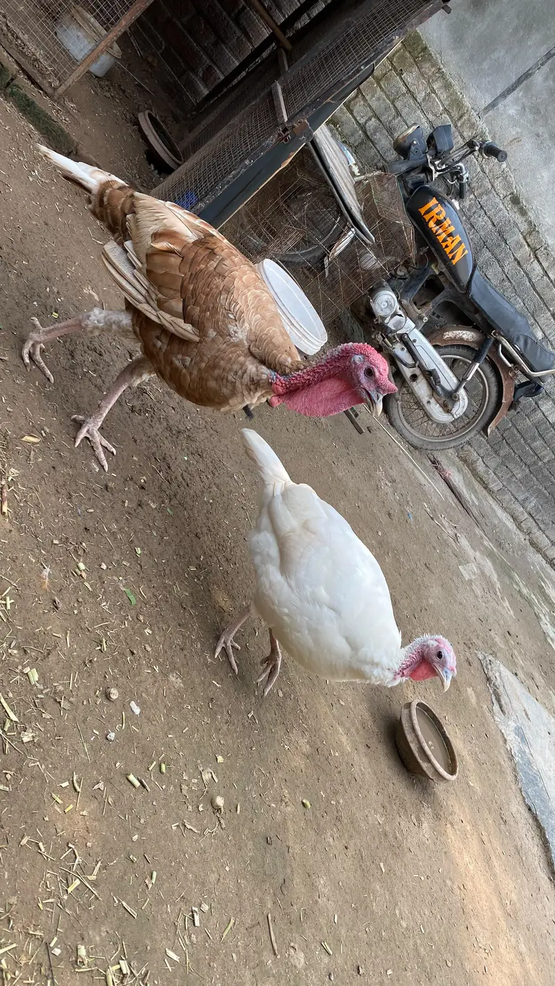 Pure Wild Turkeys Set (1 Male & 2 Females) — photo 10
