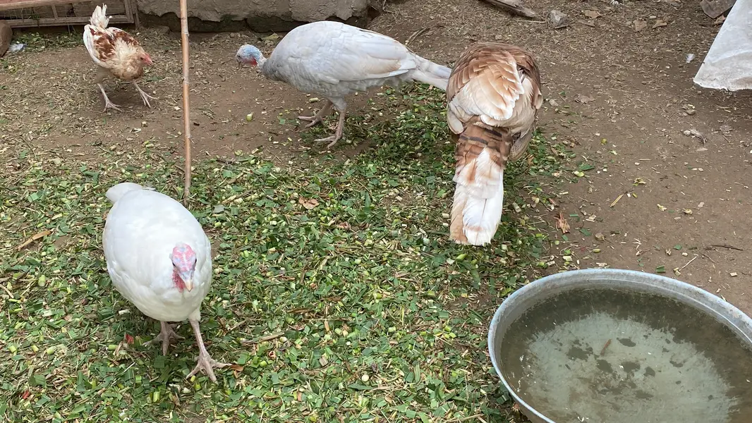 Pure Wild Turkeys Set (1 Male & 2 Females) — photo 12