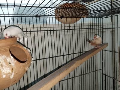 java finches