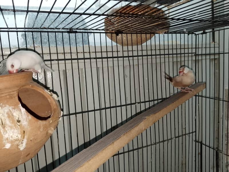 java finches 0