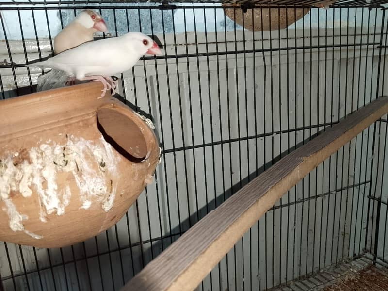 java finches 1