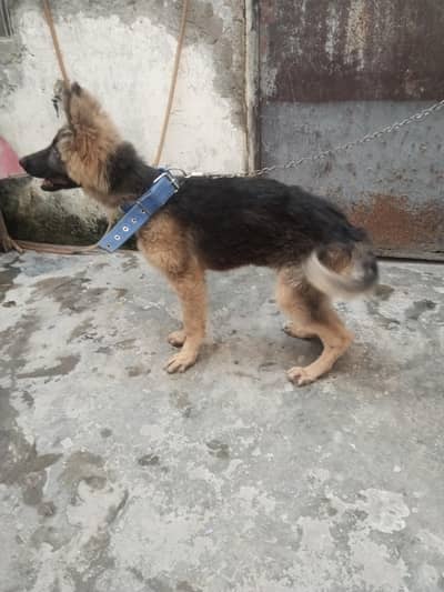 I have female German shepherd
