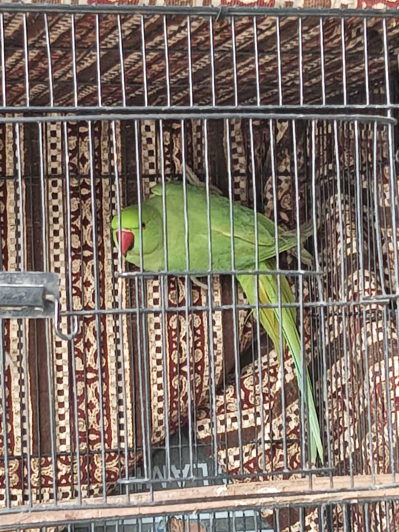 Parrots Green 1