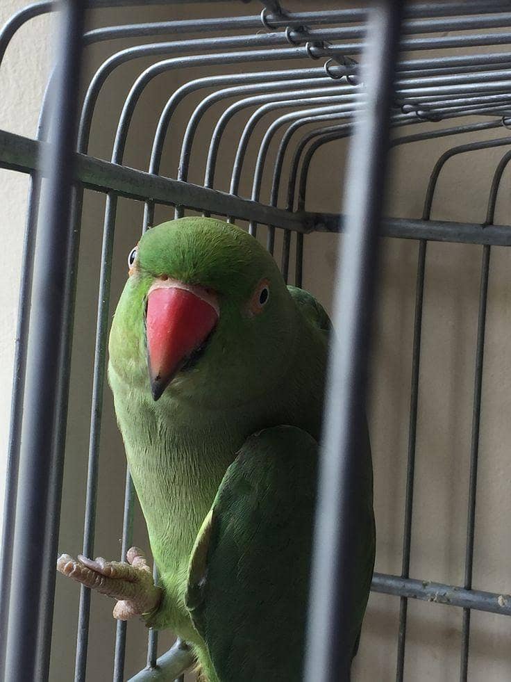 Parrots Green 2