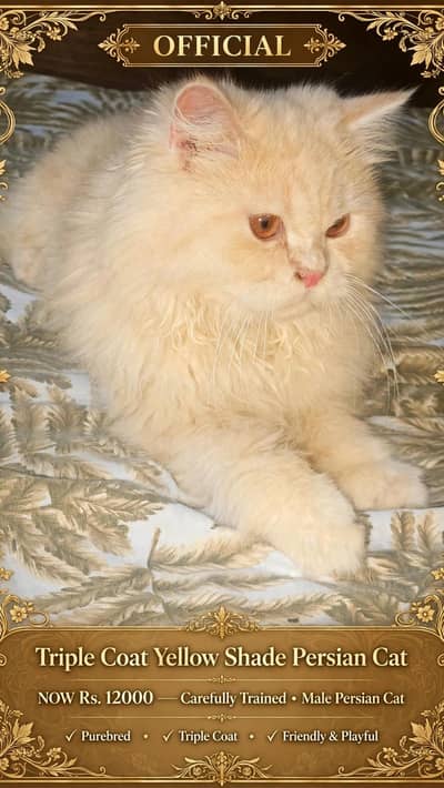 Healthy Big Cat for Sale -  (Very Friendly)
