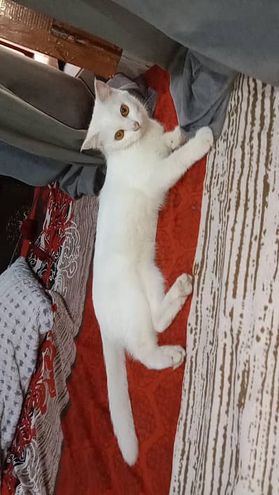 white cat for sale