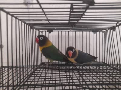 Blackmask Yellow Chest Pair