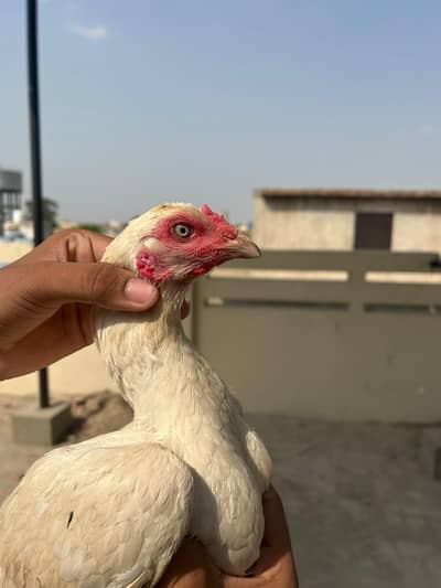 Heera Aseel Female