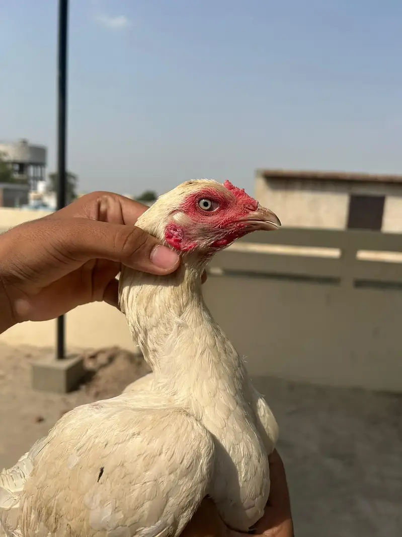 Heera Aseel Female — photo 2