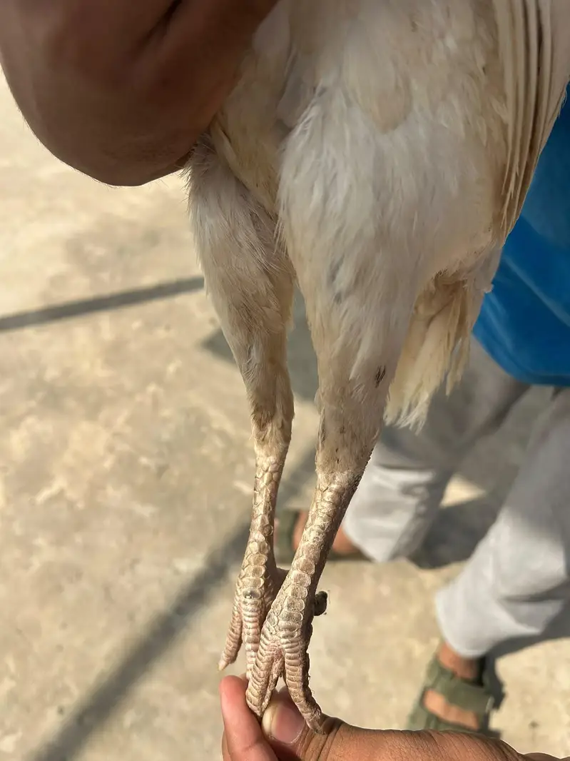 Heera Aseel Female — photo 3
