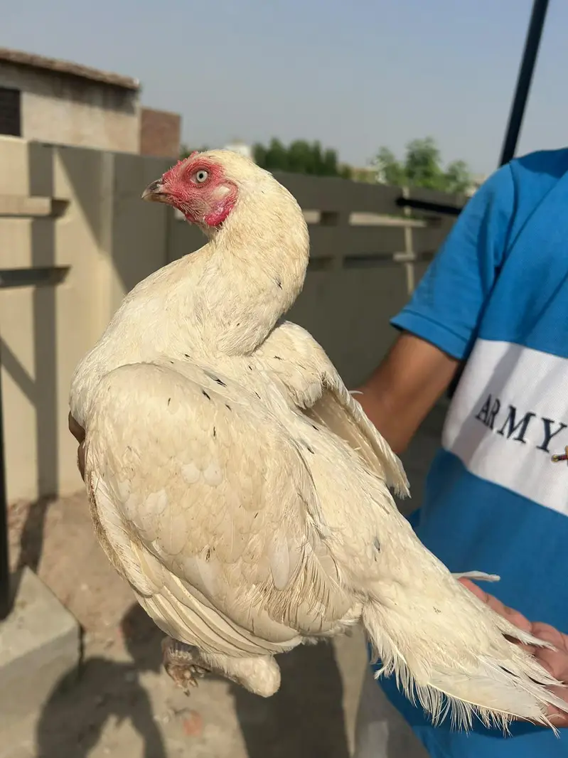 Heera Aseel Female — photo 4