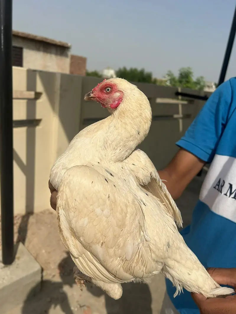 Heera Aseel Female — photo 5