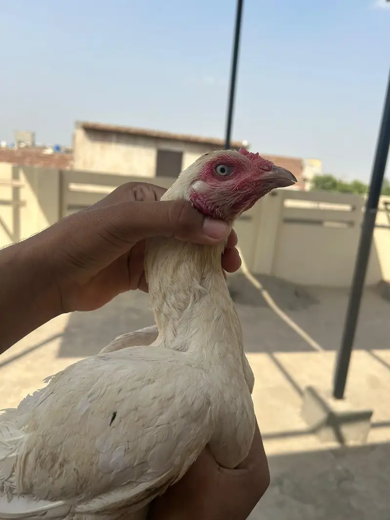 Heera Aseel Female — photo 7