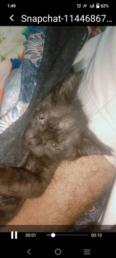 Russian cat baby