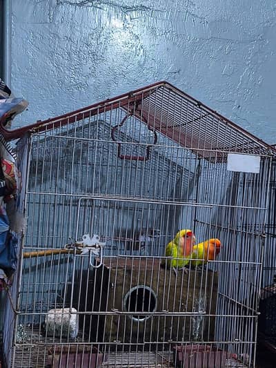Latino Love Birds and cage