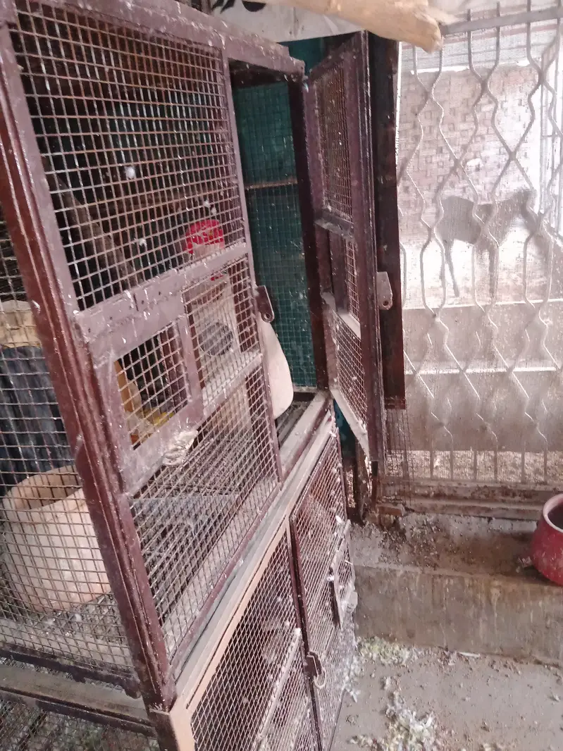 5 piece Birds cages per peace  10000 with three doors — photo 2