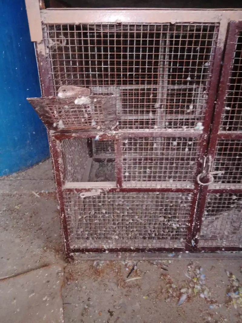 5 piece Birds cages per peace  10000 with three doors — photo 4