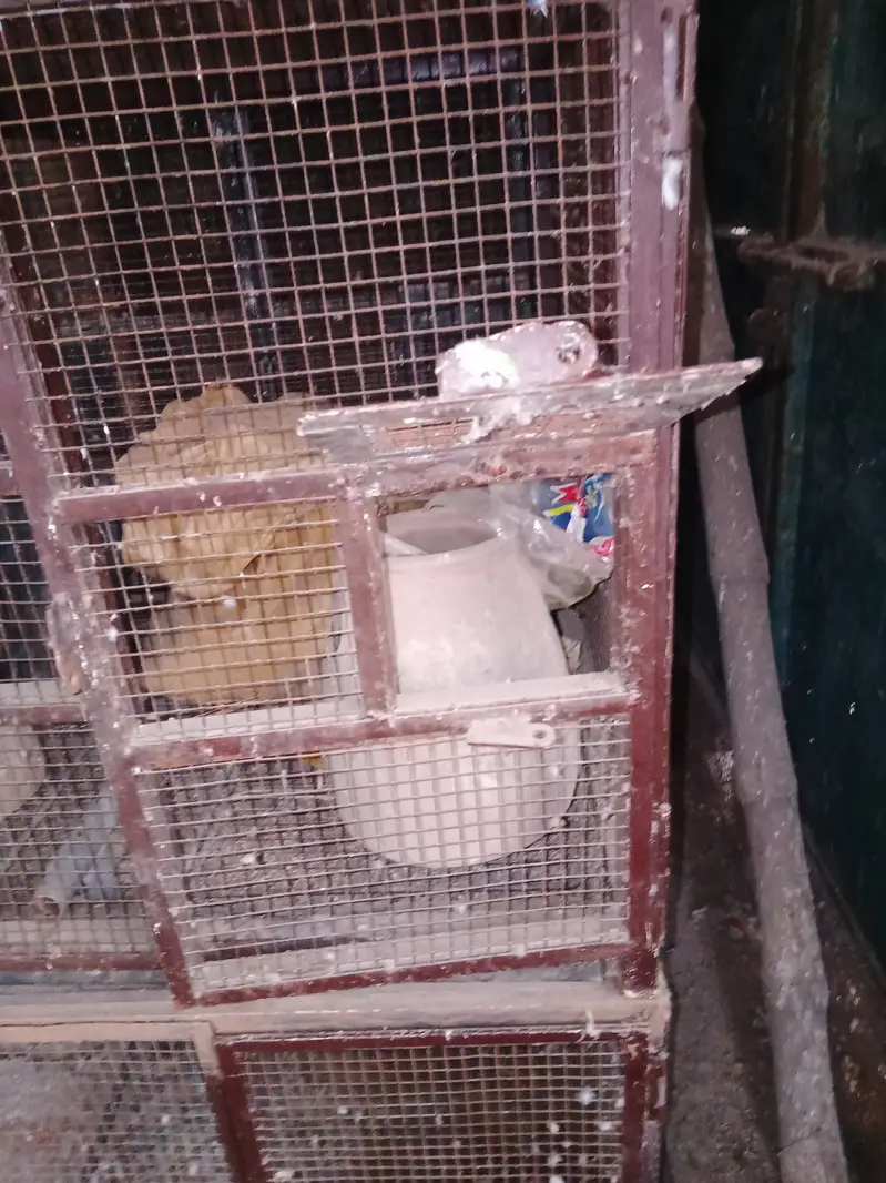 5 piece Birds cages per peace  10000 with three doors — photo 6
