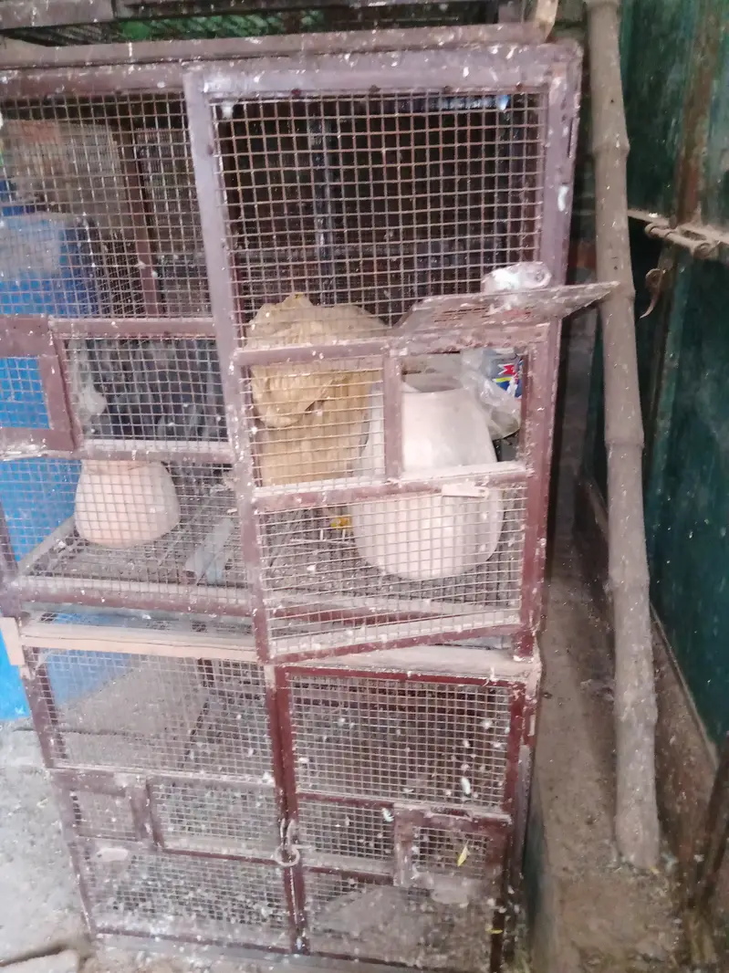 5 piece Birds cages per peace  10000 with three doors — photo 7