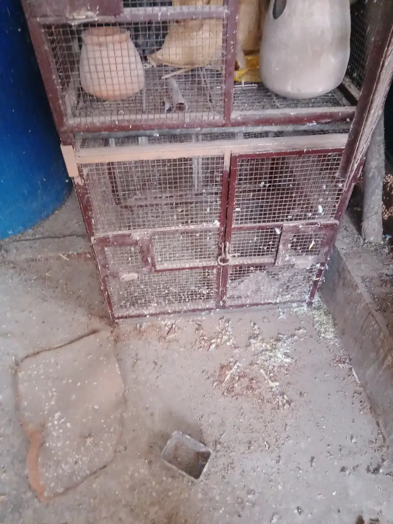 5 piece Birds cages per peace  10000 with three doors — photo 8