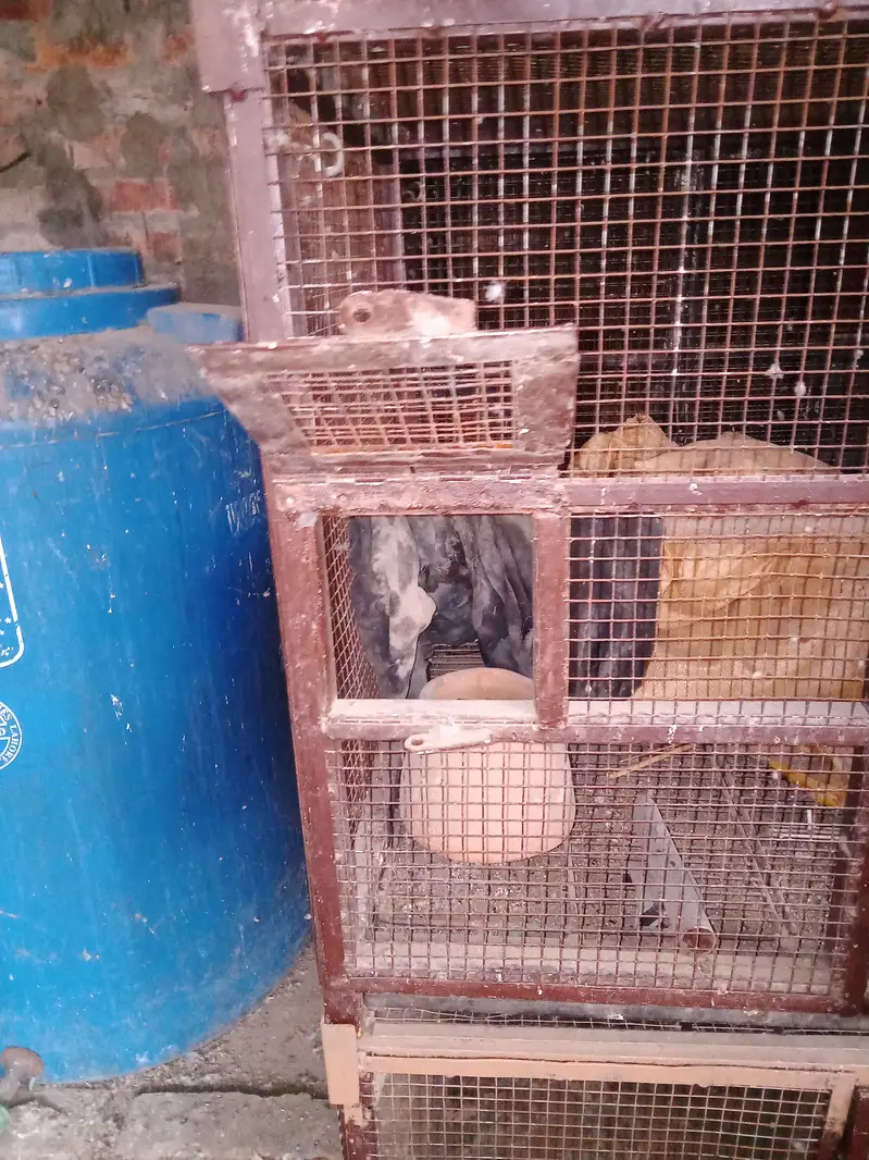 5 piece Birds cages per peace  10000 with three doors — photo 9