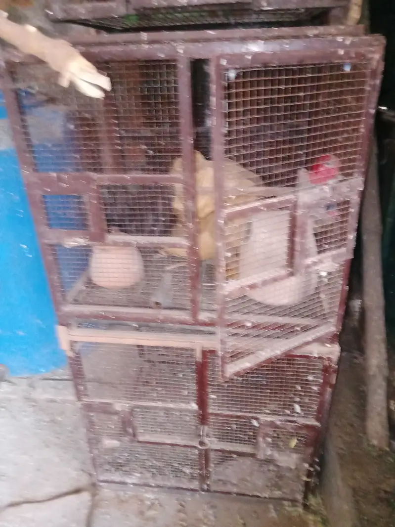 5 piece Birds cages per peace  10000 with three doors — photo 10