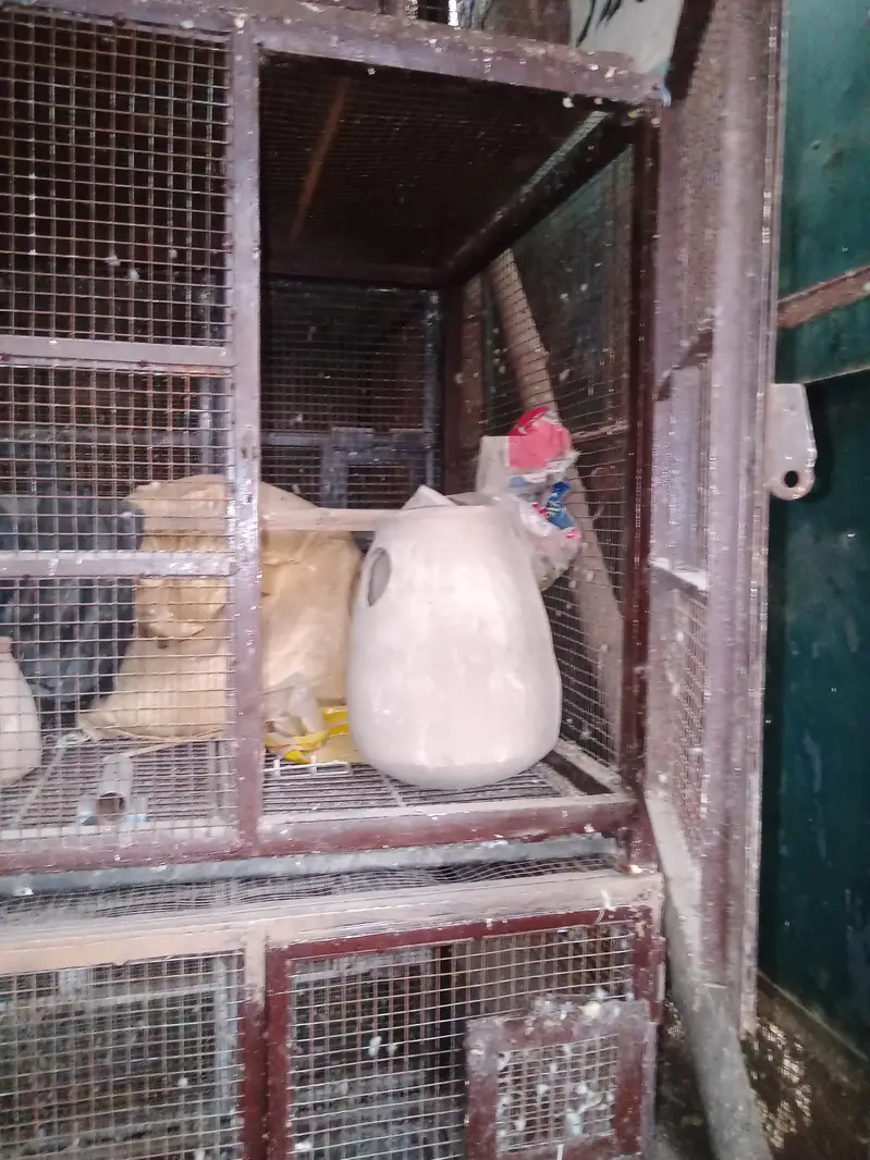 5 piece Birds cages per peace  10000 with three doors — photo 11