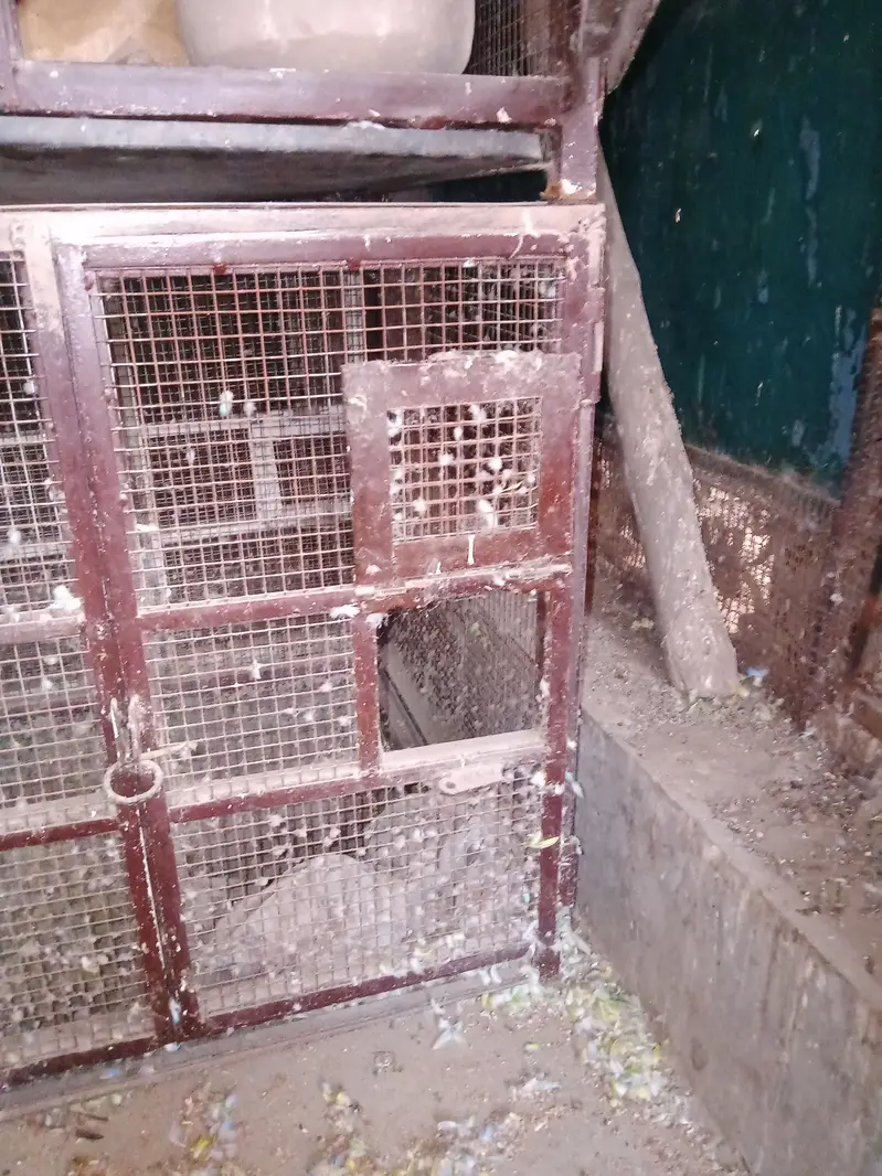 5 piece Birds cages per peace  10000 with three doors — photo 12