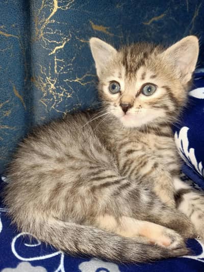 A beautiful cat for sale  . She knows to go  on sand for washroom.