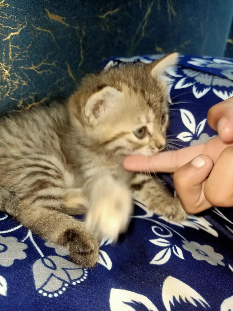 A beautiful cat for sale  . She knows to go  on sand for washroom. — photo 2