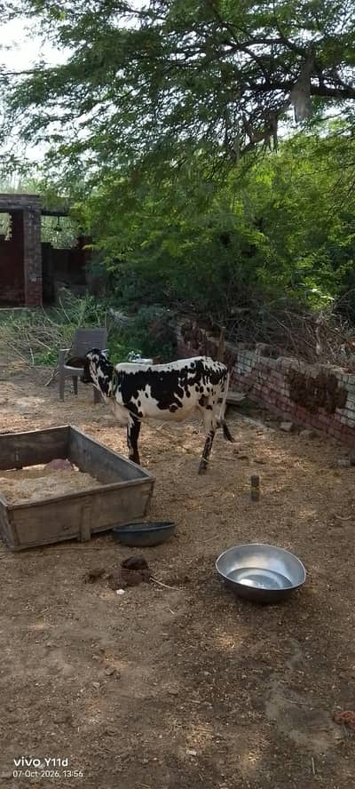 Friesian sahiwal cow for sale