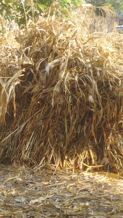 خشک کڑب For Sale - فل سائز بڑی ٹرالی