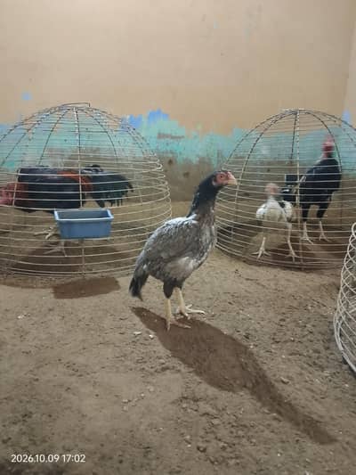 High Quality Aseel Reza Hen "Saleti"
