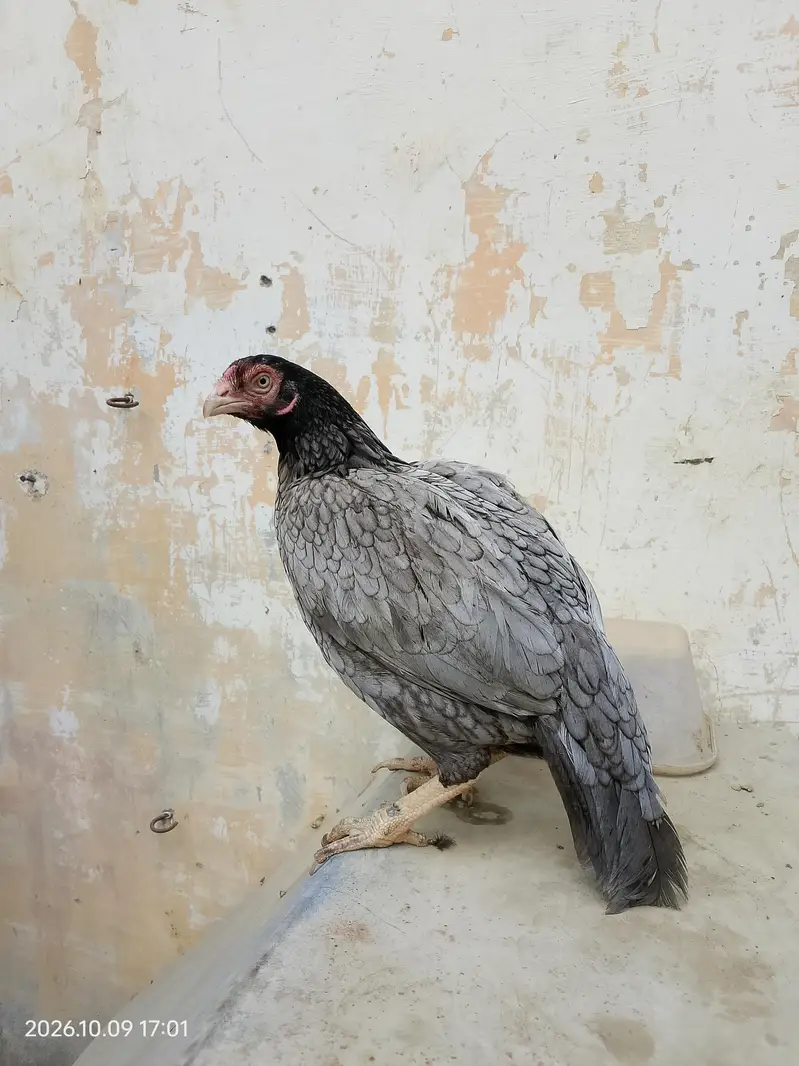 High Quality Aseel Reza Hen "Saleti" — photo 2
