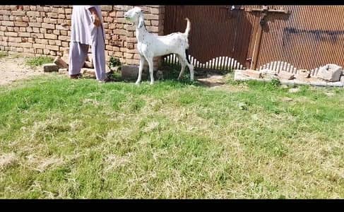 Goats